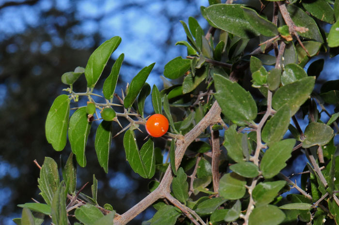 Spiny Hackberry has bright yellow, orange or reddish berries that provide food for small mammals and birds. Celtis pallida 